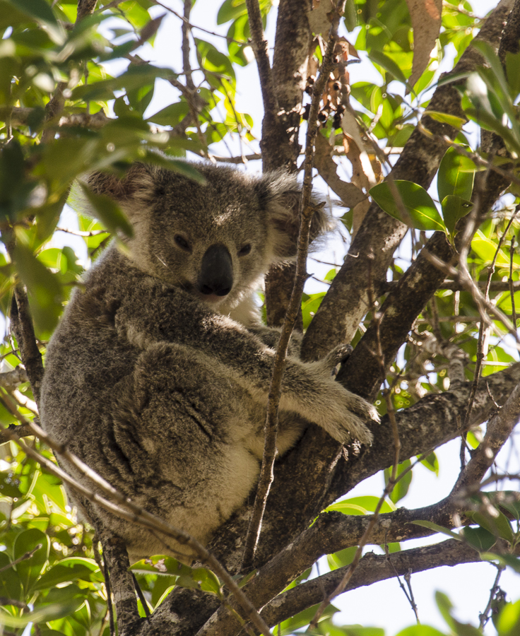 Koalas on Magnetic&nbsp;Island